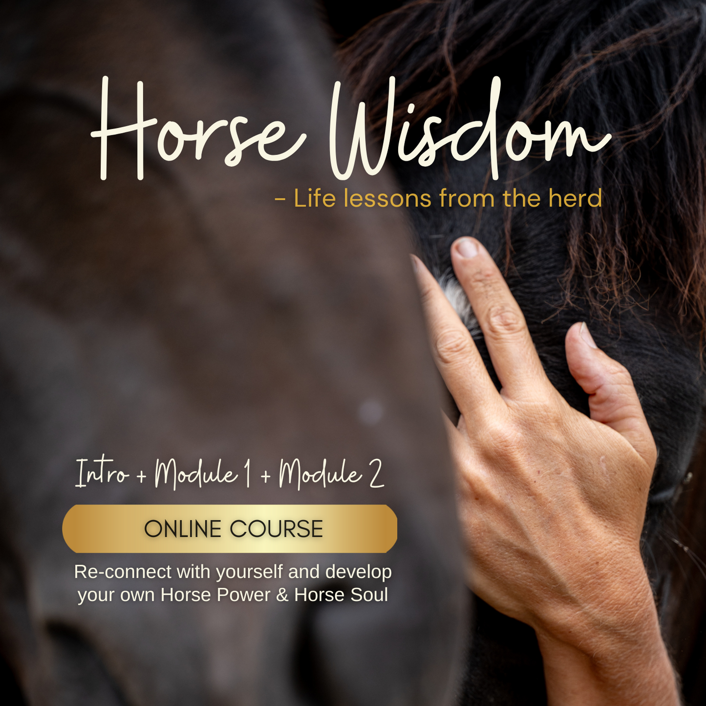 Horse Wisdom - the Full Program